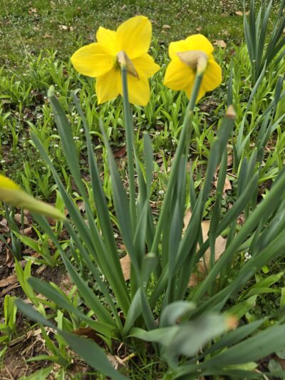 Rose Lane Park - Annandale, VA