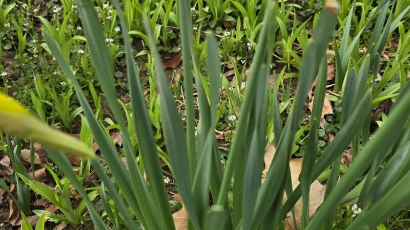 Rose Lane Park - Annandale, VA