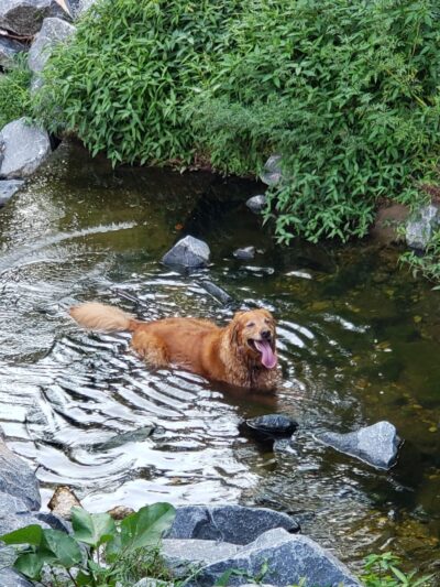Valley Crest Park - Annandale, VA