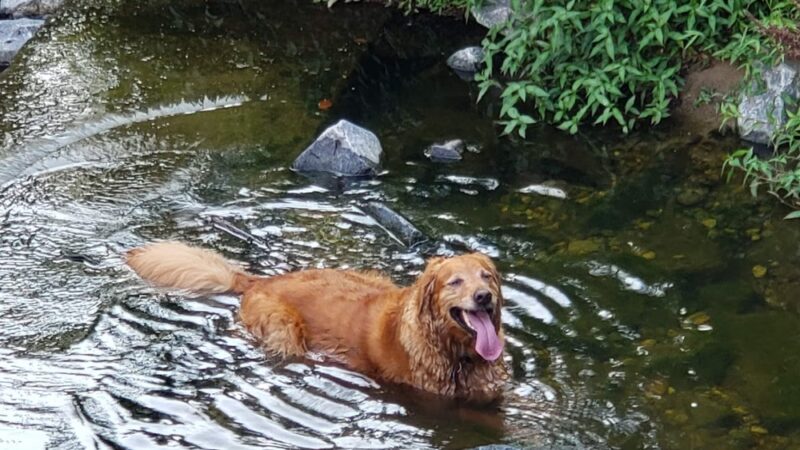 Valley Crest Park - Annandale, VA