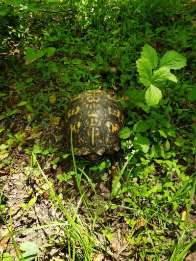 Valley Crest Park - Annandale, VA