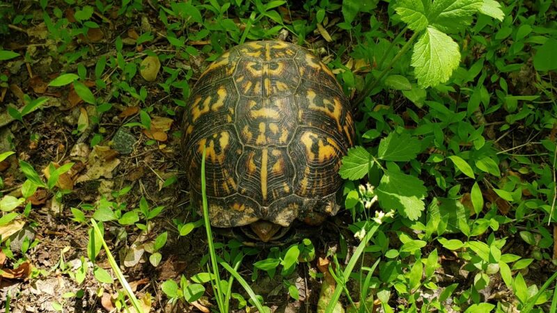 Valley Crest Park - Annandale, VA