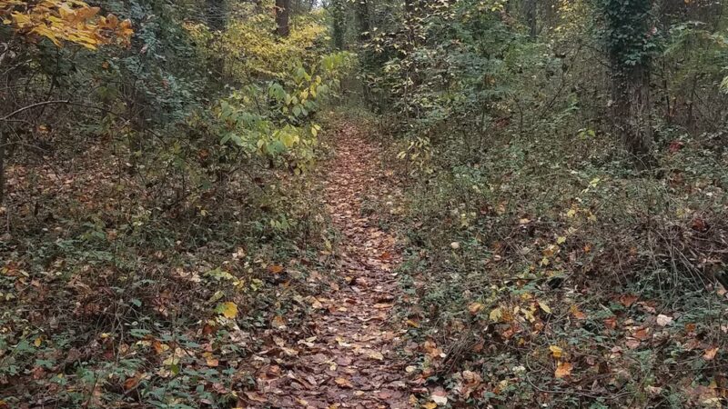 Wilburdale Park - Annandale, VA