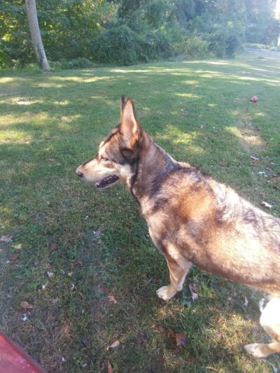 Wilburdale Park - Annandale, VA