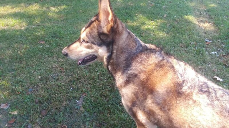 Wilburdale Park - Annandale, VA