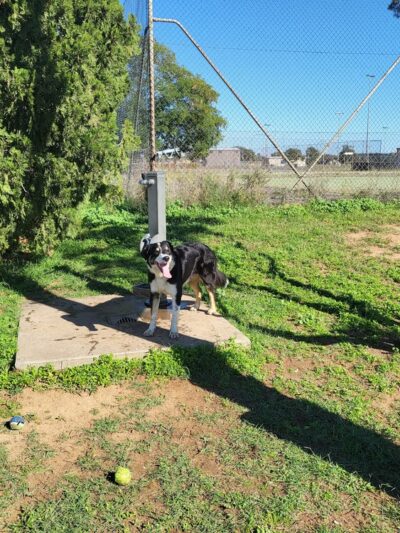 Hunter Street Dog Park (permit required) - Apex, NC