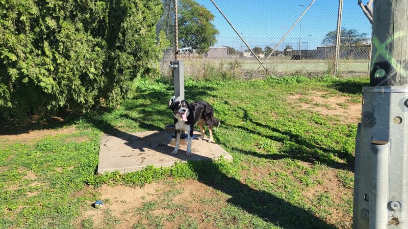 Hunter Street Dog Park (permit required) - Apex, NC