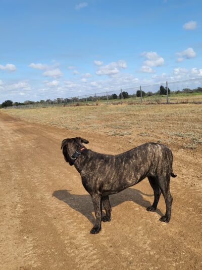 Hunter Street Dog Park (permit required) - Apex, NC