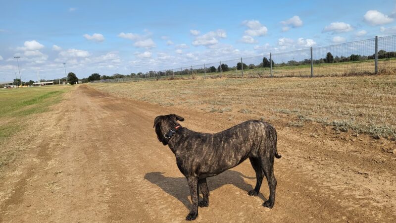 Hunter Street Dog Park (permit required) - Apex, NC