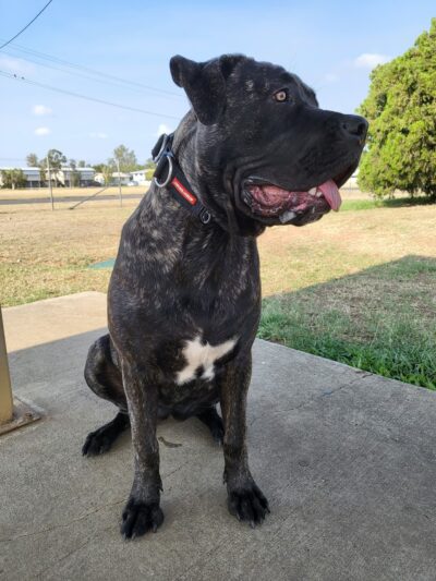 Hunter Street Dog Park (permit required) - Apex, NC