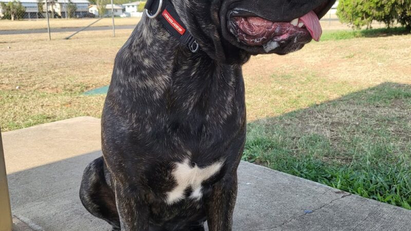 Hunter Street Dog Park (permit required) - Apex, NC