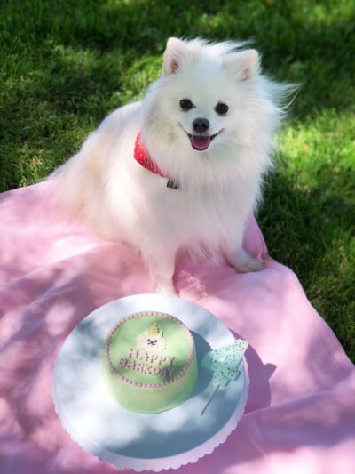 Apple Dog Bakery - Birthday Cakes & Cookies for Dogs! Hooman Grade, Healthy and Yummy - ,