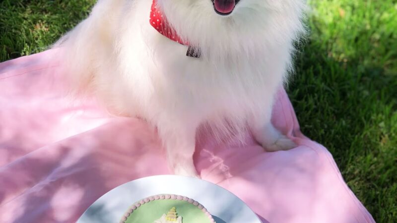 Apple Dog Bakery - Birthday Cakes & Cookies for Dogs! Hooman Grade, Healthy and Yummy - ,