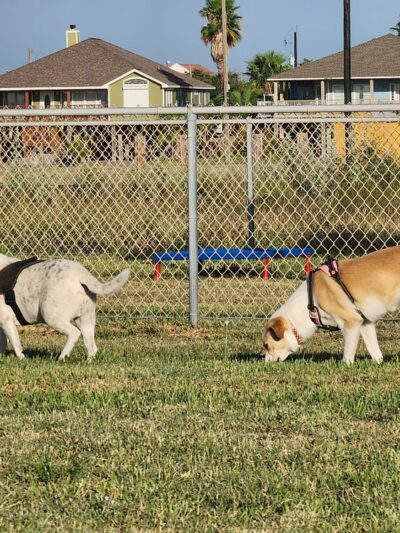 Aransas Pass Dog Park - Aransas Pass, TX