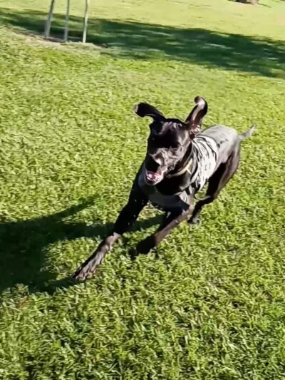 Aransas Pass Dog Park - Aransas Pass, TX