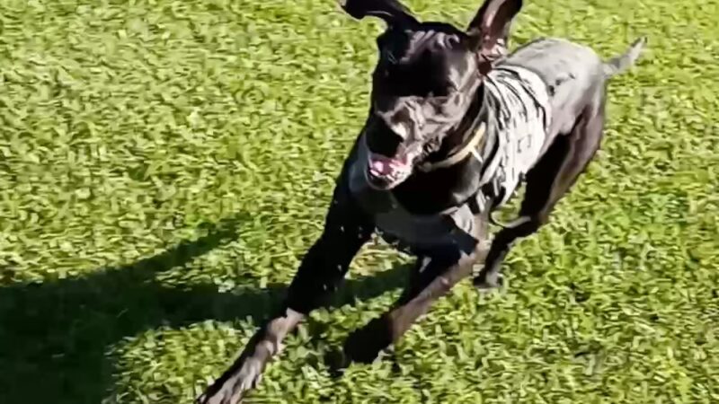 Aransas Pass Dog Park - Aransas Pass, TX