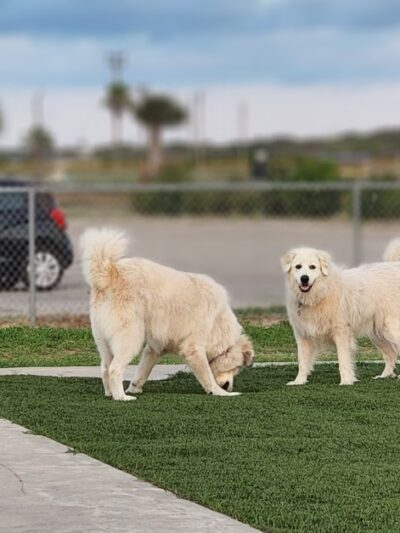 Aransas Pass Dog Park - Aransas Pass, TX