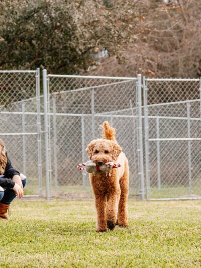 Archer Road Pet Resort - Archer Florida - Archer, FL