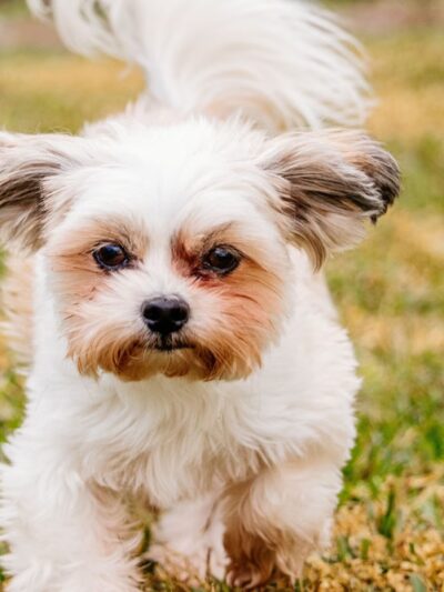 Archer Road Pet Resort - Archer Florida - Archer, FL