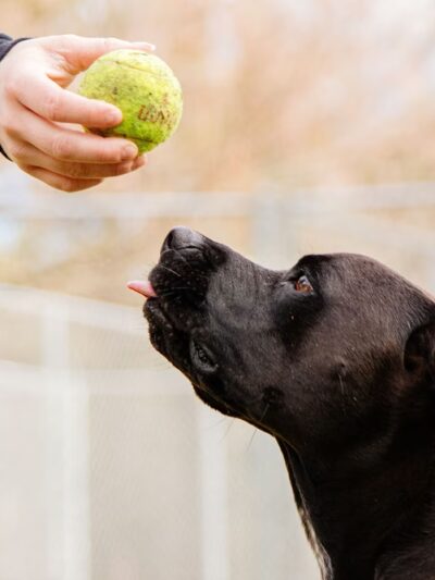 Archer Road Pet Resort - Archer Florida - Archer, FL