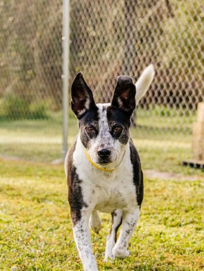Archer Road Pet Resort - Archer Florida - Archer, FL