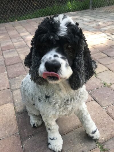 Archer Road Pet Resort - Archer Florida - Archer, FL