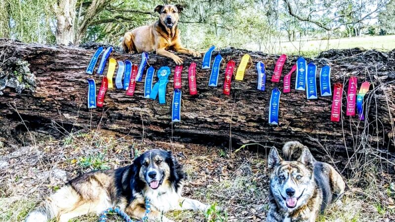 Dog's Play - Archer, FL