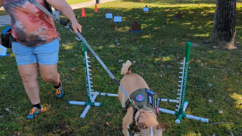 Dog's Play - Archer, FL