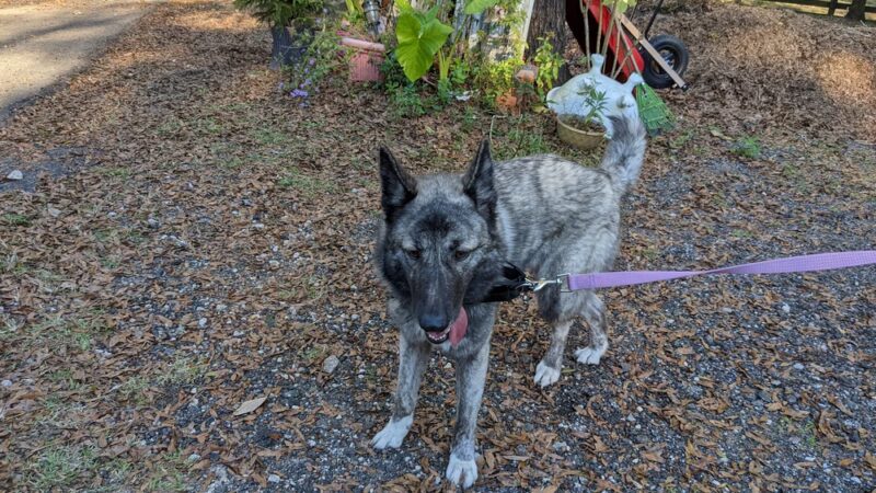 Dog's Play - Archer, FL