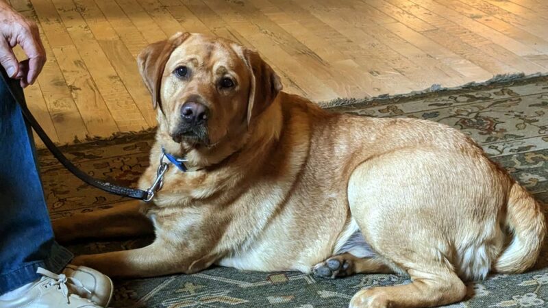 Dog's Play - Archer, FL