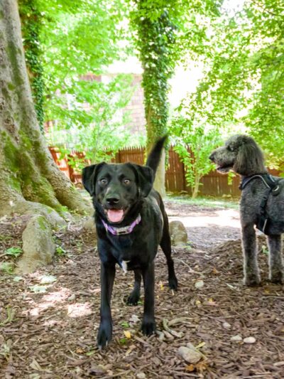 Playdates for Pets - Ardsley, NY