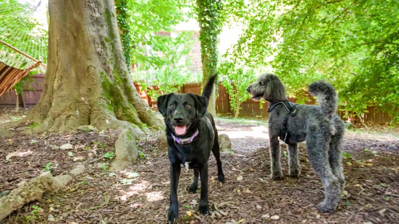 Playdates for Pets - Ardsley, NY