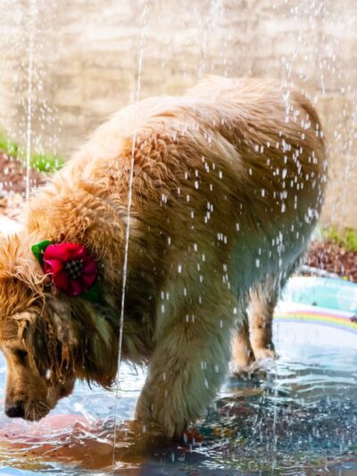 Playdates for Pets - Ardsley, NY