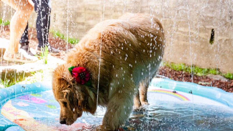 Playdates for Pets - Ardsley, NY