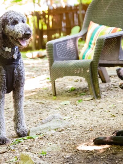 Playdates for Pets - Ardsley, NY