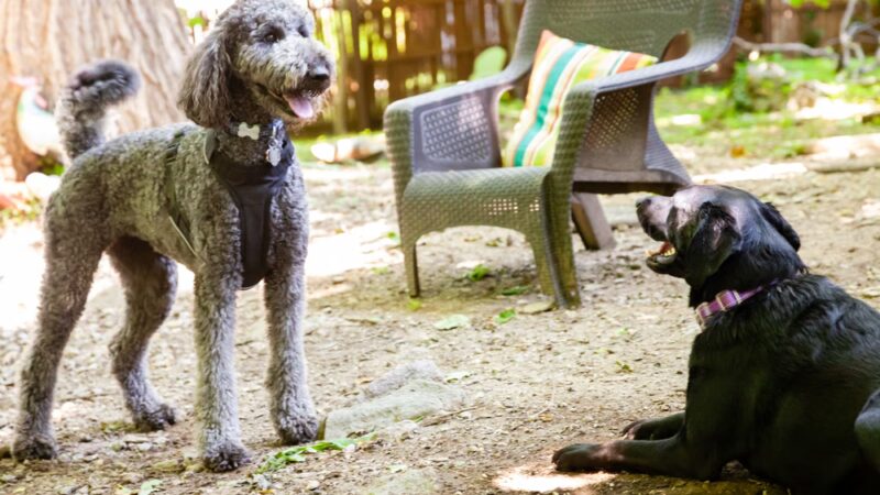 Playdates for Pets - Ardsley, NY