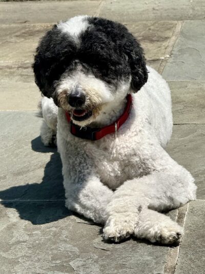 Playdates for Pets - Ardsley, NY