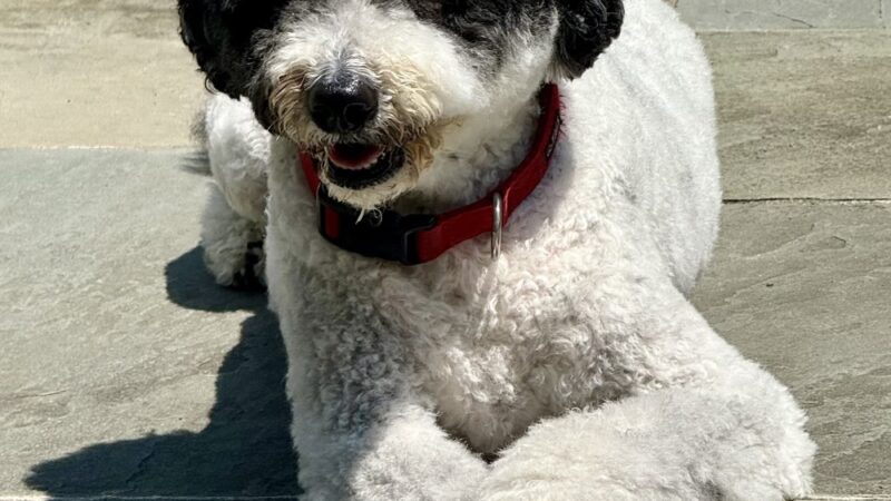 Playdates for Pets - Ardsley, NY