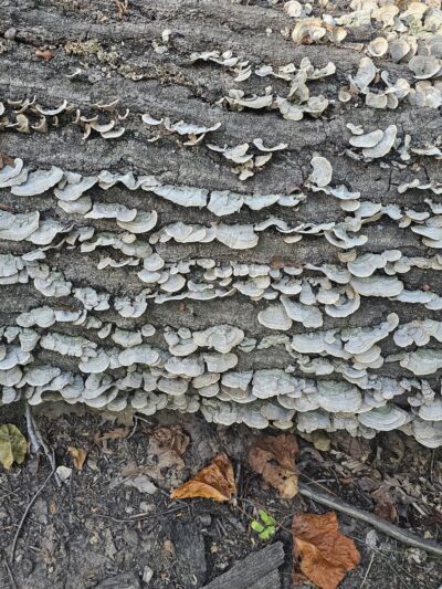 Westchester County Parks - Ardsley, NY