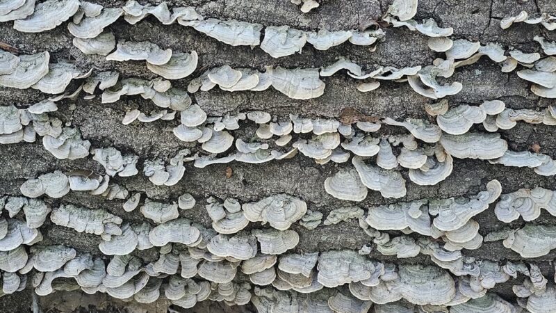 Westchester County Parks - Ardsley, NY