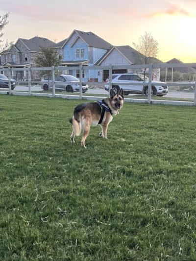Harvest Bark Park - Big Dogs - Argyle, TX