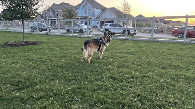 Harvest Bark Park - Big Dogs - Argyle, TX