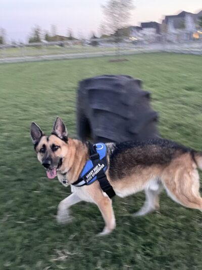 Harvest Bark Park - Big Dogs - Argyle, TX