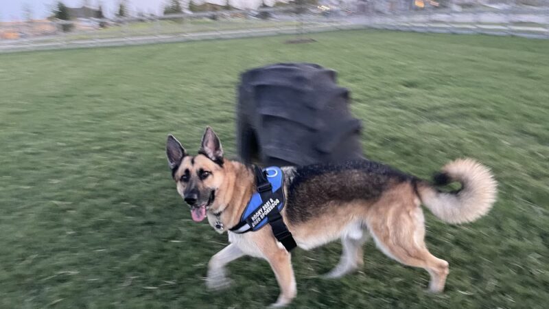 Harvest Bark Park - Big Dogs - Argyle, TX