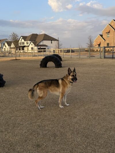 Harvest Bark Park - Big Dogs - Argyle, TX