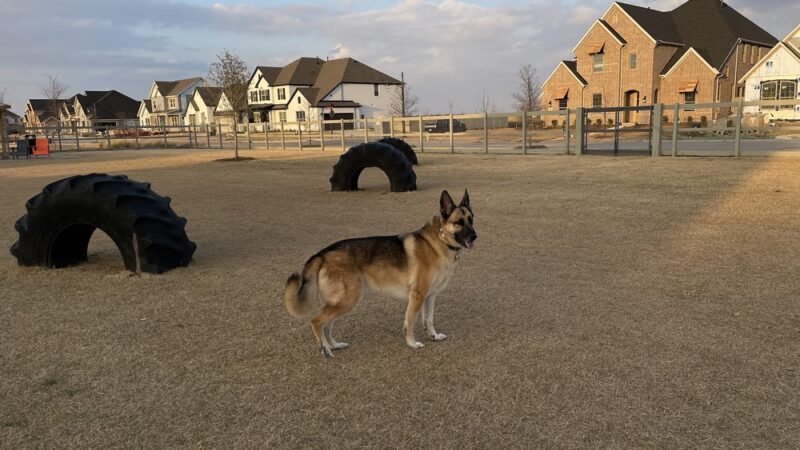 Harvest Bark Park - Big Dogs - Argyle, TX