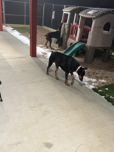 Shag & Wag K9 Country Club, LLC - Argyle, WI