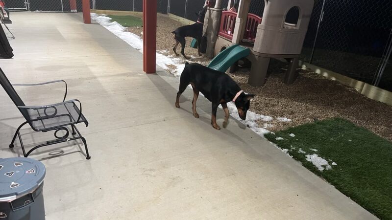 Shag & Wag K9 Country Club, LLC - Argyle, WI