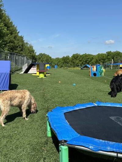 Shag & Wag K9 Country Club, LLC - Argyle, WI