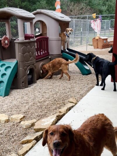 Shag & Wag K9 Country Club, LLC - Argyle, WI